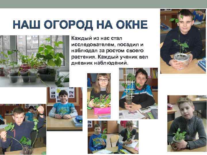 Каждый из нас стал исследователем, посадил и наблюдал за ростом своего растения. Каждый ученик