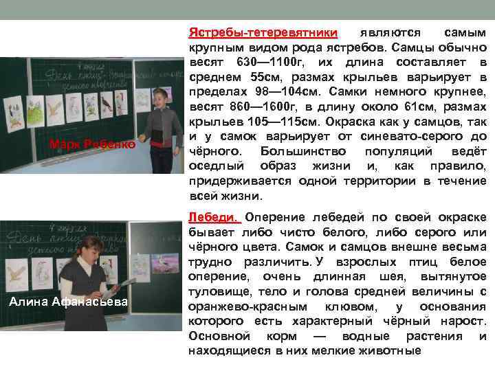 Марк Рябенко Алина Афанасьева Ястребы-тетеревятники являются самым крупным видом рода ястребов. Самцы обычно весят