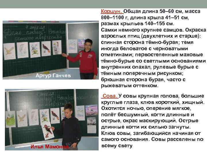 Артур Ганчев Илья Мамонов Коршун. Общая длина 50– 60 см, масса Коршун. 800– 1100