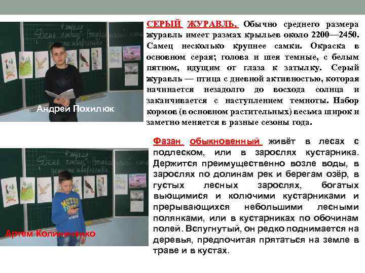 Андрей Похилюк Артем Колиниченко СЕРЫЙ ЖУРАВЛЬ. Обычно среднего размера журавль имеет размах крыльев около