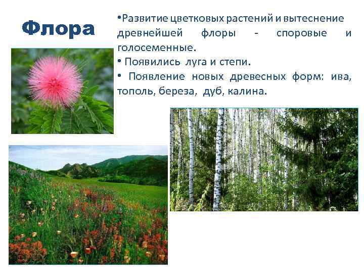 Флора • Развитие цветковых растений и вытеснение древнейшей флоры - споровые и голосеменные. •