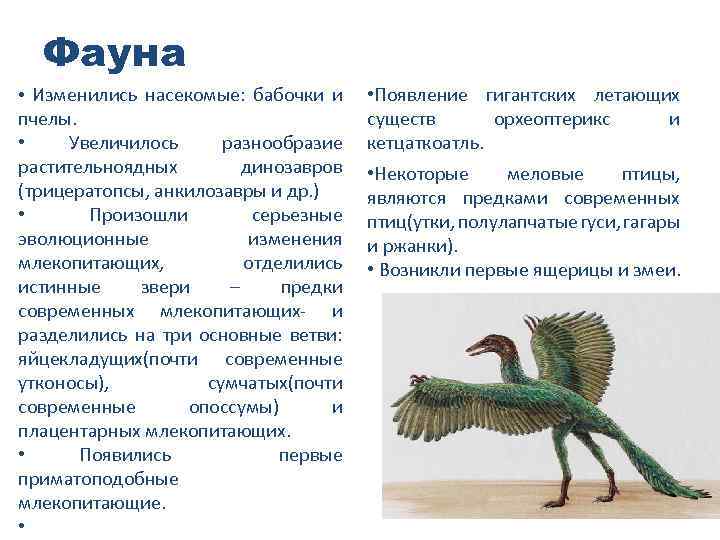 Фауна • Изменились насекомые: бабочки и • Появление гигантских летающих пчелы. существ орхеоптерикс и