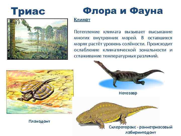 Триас Флора и Фауна Климат Потепление климата вызывает высыхание многих внутренних морей. В оставшихся