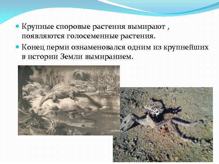  Крупные споровые растения вымирают , появляются голосеменные растения. Конец перми ознаменовался одним из