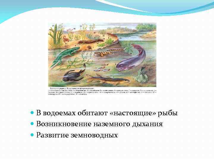  В водоемах обитают «настоящие» рыбы Возникновение наземного дыхания Развитие земноводных 