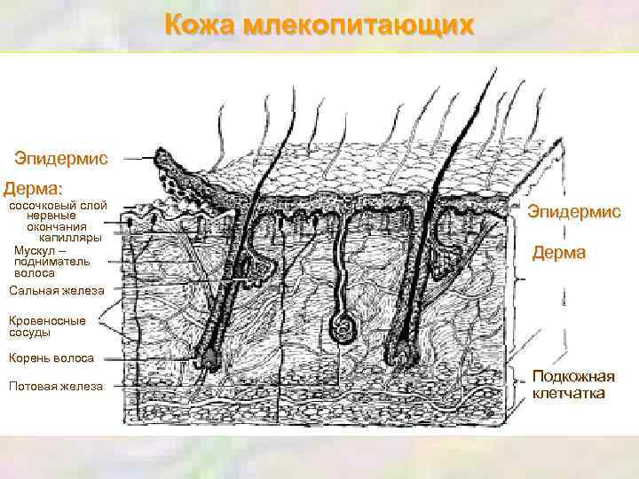Кожа млекопитающих Эпидермис Дерма: сосочковый слой нервные окончания капилляры Мускул – подниматель волоса Сальная