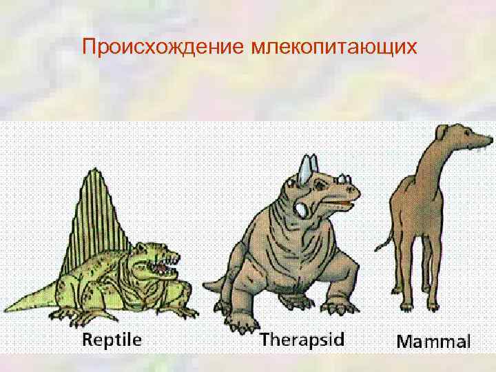 Картинки происхождение млекопитающих