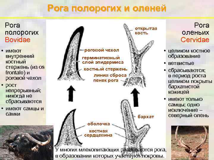 Рога полорогих и оленей Рога полорогих Bovidae • имеют внутренний костный стержень (из os