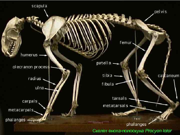 Скелет енота-полоскуна Procyon lotor 