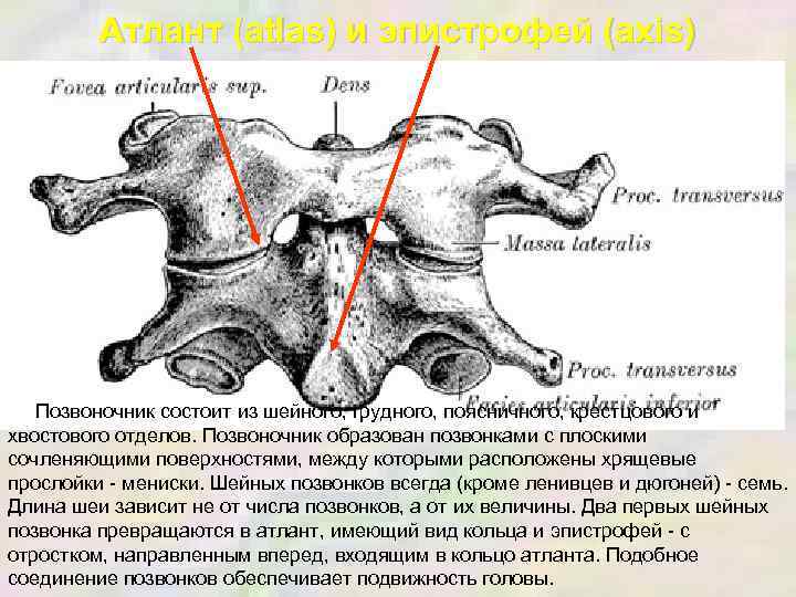 Атлант (atlas) и эпистрофей (axis) Позвоночник состоит из шейного, грудного, поясничного, крестцового и хвостового