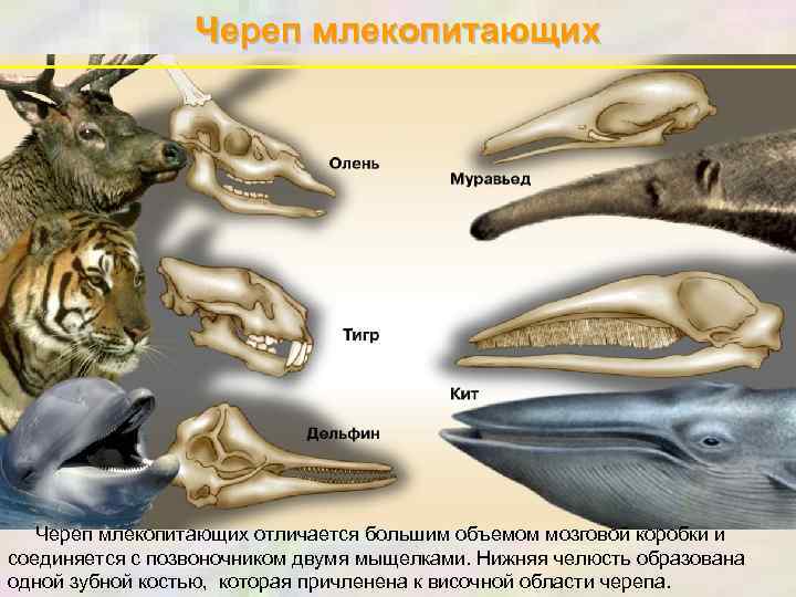 Череп млекопитающих отличается большим объемом мозговой коробки и соединяется с позвоночником двумя мыщелками. Нижняя