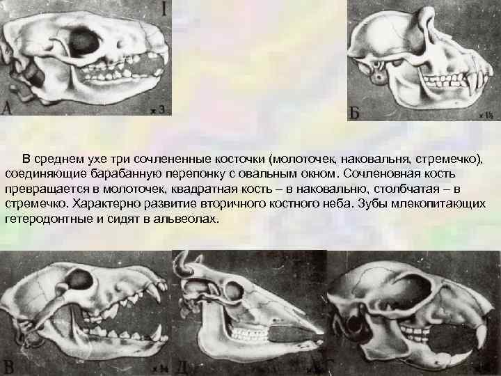  В среднем ухе три сочлененные косточки (молоточек, наковальня, стремечко), соединяющие барабанную перепонку с