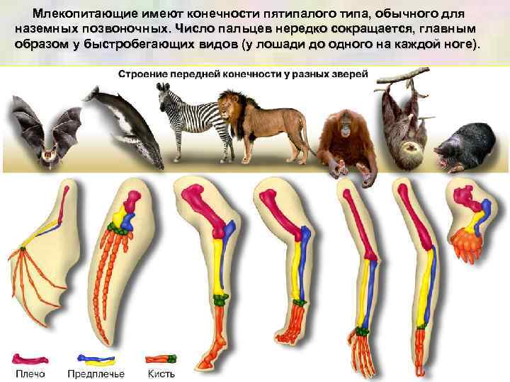 Млекопитающие имеют конечности пятипалого типа, обычного для наземных позвоночных. Число пальцев нередко сокращается, главным