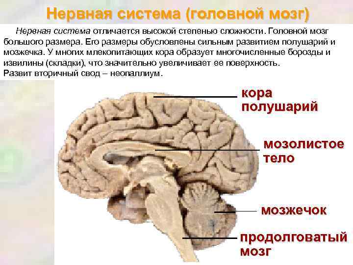 Нервная система (головной мозг) Нервная система отличается высокой степенью сложности. Головной мозг большого размера.