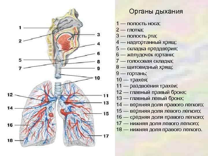 Как называется орган человека обозначенный на рисунке буквой а трахея гортань