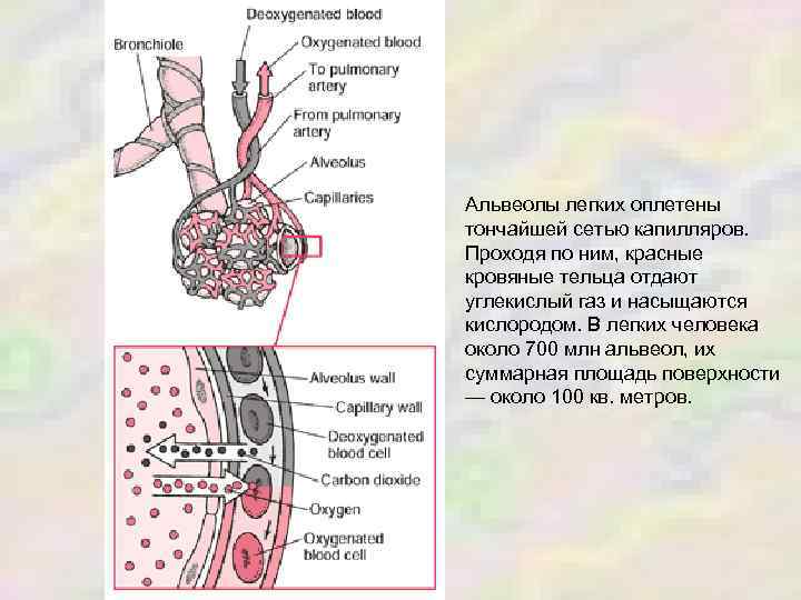 Альвеолы легких оплетены тончайшей сетью капилляров. Проходя по ним, красные кровяные тельца отдают углекислый