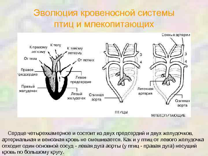 Эволюция кровеносной системы птиц и млекопитающих Сердце четырехкамерное и состоит из двух предсердий и