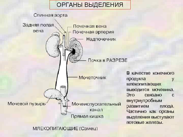 ОРГАНЫ ВЫДЕЛЕНИЯ В качестве конечного продукта у млекопитающих выводится мочевина. Это связано с внутриутробным