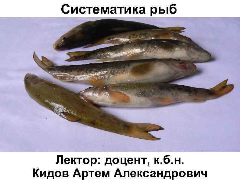 Систематика рыб Лектор: доцент, к. б. н. Кидов Артем Александрович 
