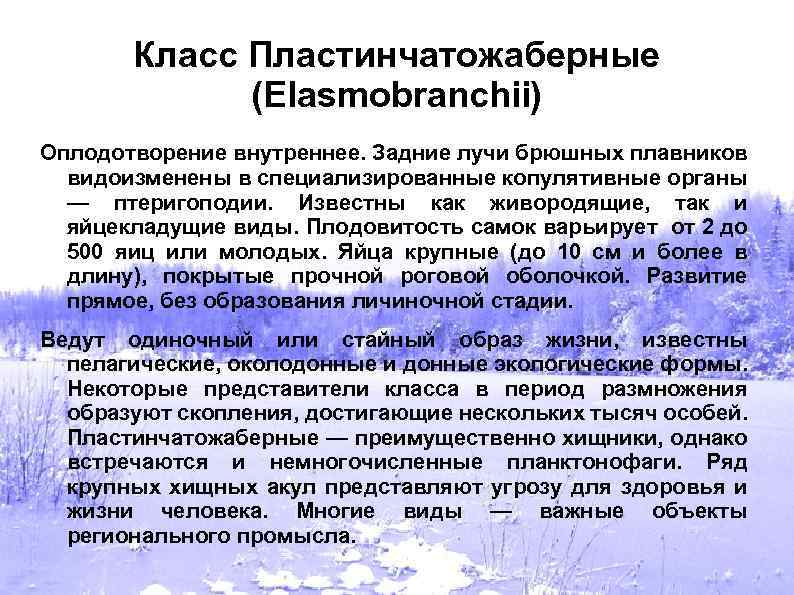 Класс Пластинчатожаберные (Elasmobranchii) Оплодотворение внутреннее. Задние лучи брюшных плавников видоизменены в специализированные копулятивные органы