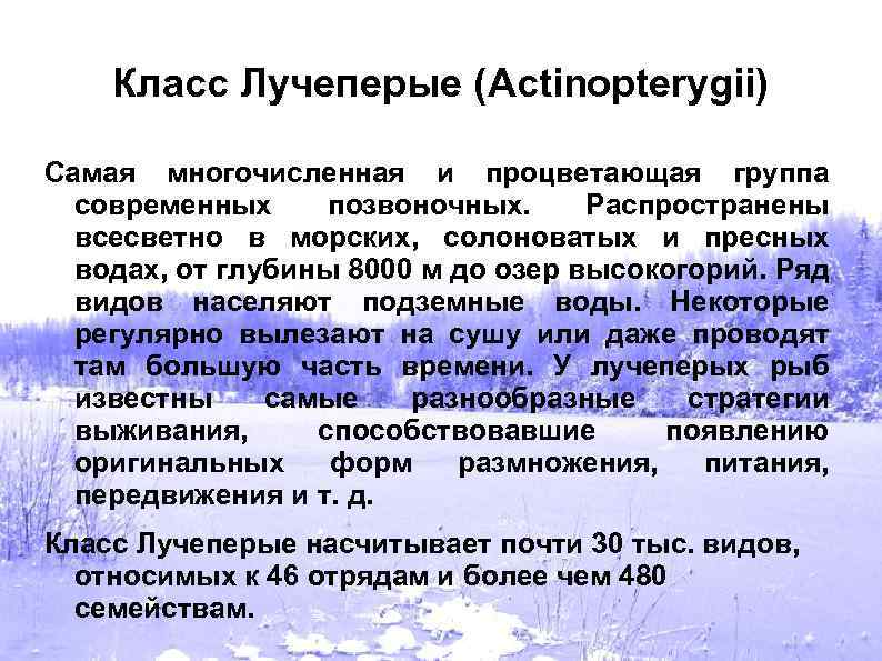 Класс Лучеперые (Actinopterygii) Самая многочисленная и процветающая группа современных позвоночных. Распространены всесветно в морских,