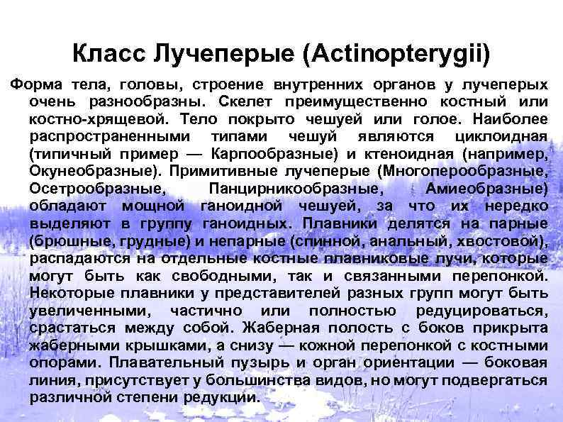 Класс Лучеперые (Actinopterygii) Форма тела, головы, строение внутренних органов у лучеперых очень разнообразны. Скелет