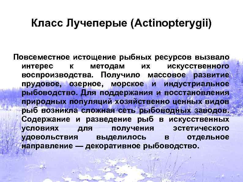 Класс Лучеперые (Actinopterygii) Повсеместное истощение рыбных ресурсов вызвало интерес к методам их искусственного воспроизводства.