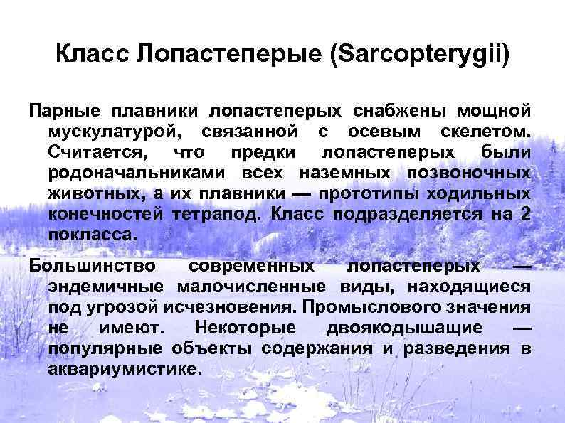Класс Лопастеперые (Sarcopterygii) Парные плавники лопастеперых снабжены мощной мускулатурой, связанной с осевым скелетом. Считается,