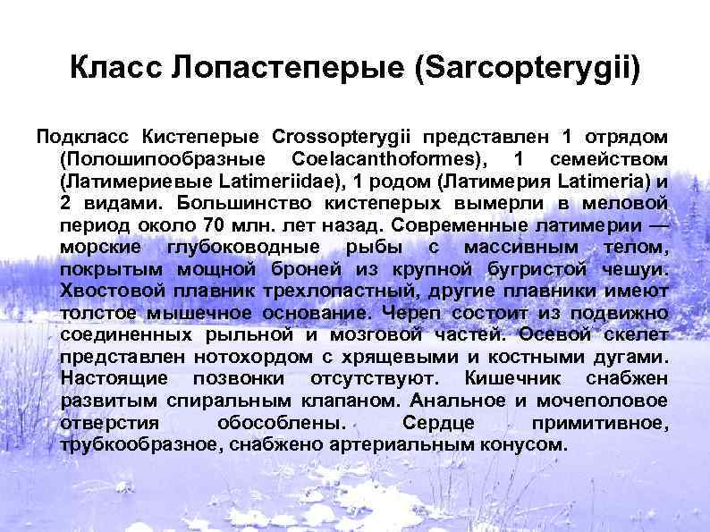 Класс Лопастеперые (Sarcopterygii) Подкласс Кистеперые Crossopterygii представлен 1 отрядом (Полошипообразные Coelacanthoformes), 1 семейством (Латимериевые