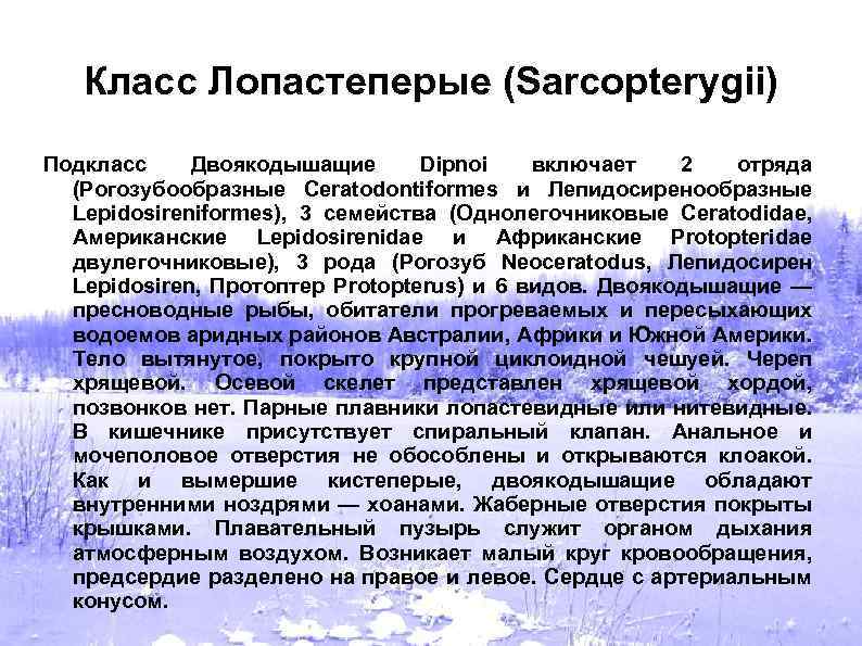 Класс Лопастеперые (Sarcopterygii) Подкласс Двоякодышащие Dipnoi включает 2 отряда (Рогозубообразные Ceratodontiformes и Лепидосиренообразные Lepidosireniformes),