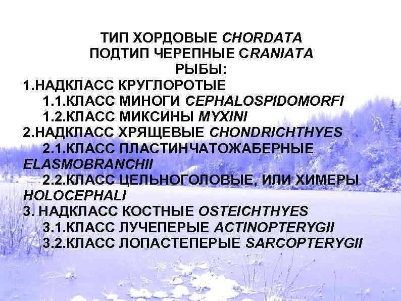 ТИП ХОРДОВЫЕ CHORDATA ПОДТИП ЧЕРЕПНЫЕ CRANIATA РЫБЫ: 1. НАДКЛАСС КРУГЛОРОТЫЕ 1. 1. КЛАСС МИНОГИ