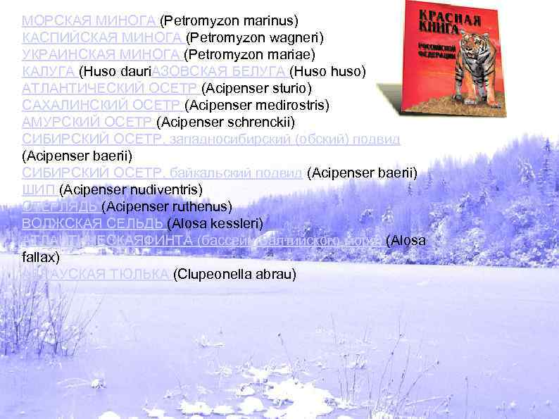 МОРСКАЯ МИНОГА (Petromyzon marinus) КАСПИЙСКАЯ МИНОГА (Petromyzon wagneri) УКРАИНСКАЯ МИНОГА (Petromyzon mariae) КАЛУГА (Huso