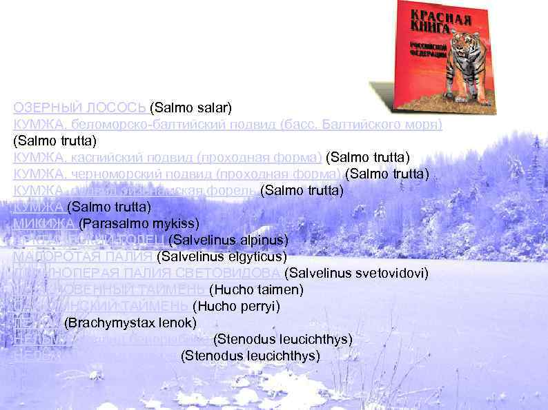 ОЗЕРНЫЙ ЛОСОСЬ (Salmo salar) КУМЖА, беломорско-балтийский подвид (басс. Балтийского моря) (Salmo trutta) КУМЖА, каспийский