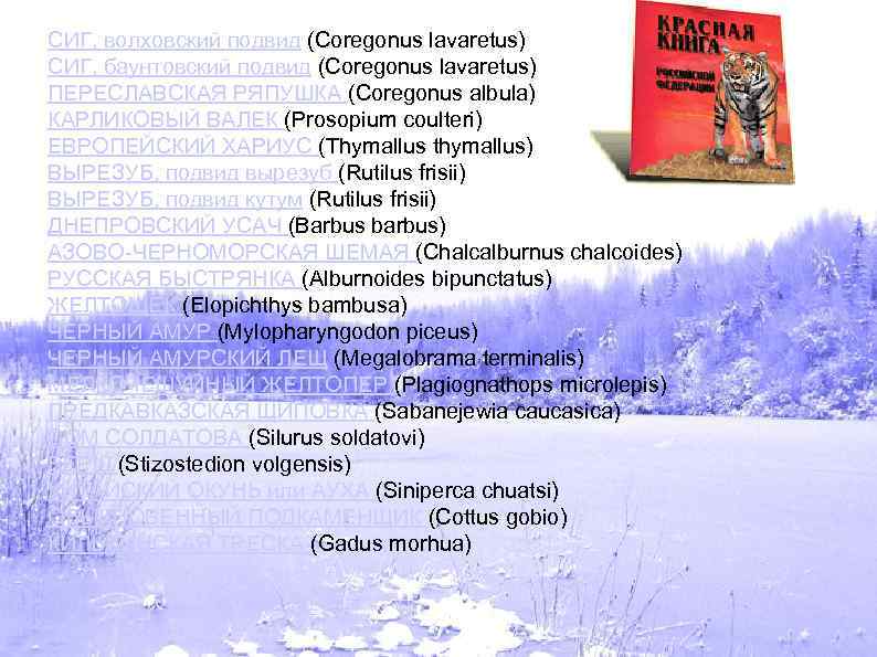 СИГ, волховский подвид (Coregonus lavaretus) СИГ, баунтовский подвид (Coregonus lavaretus) ПЕРЕСЛАВСКАЯ РЯПУШКА (Coregonus albula)