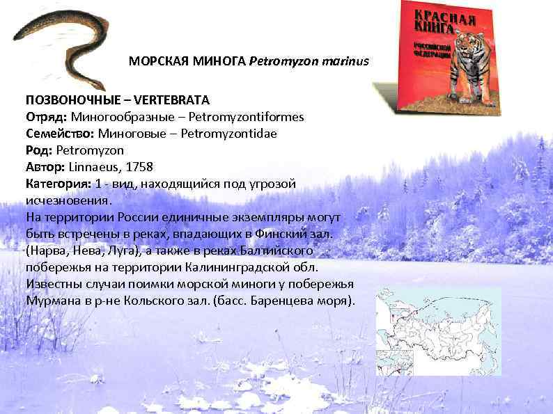 МОРСКАЯ МИНОГА Petromyzon marinus ПОЗВОНОЧНЫЕ – VERTEBRATA Отряд: Миногообразные – Petromyzontiformes Семейство: Миноговые –