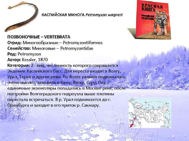 КАСПИЙСКАЯ МИНОГА Petromyzon wagneri ПОЗВОНОЧНЫЕ – VERTEBRATA Отряд: Миногообразные – Petromyzontiformes Семейство: Миноговые –