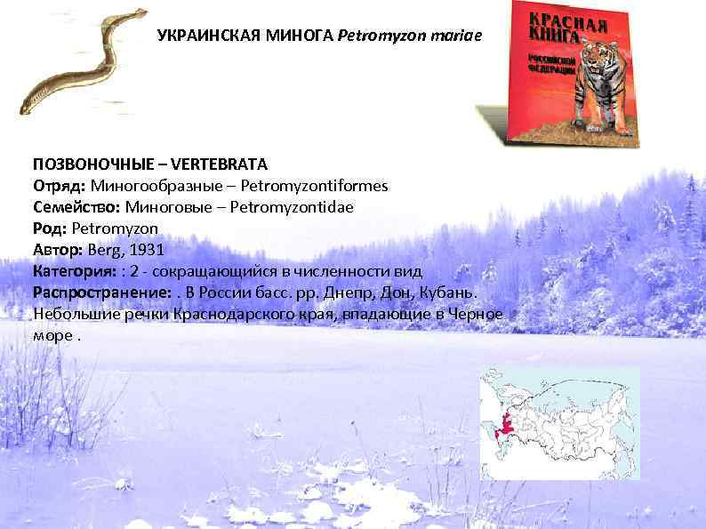 УКРАИНСКАЯ МИНОГА Petromyzon mariae ПОЗВОНОЧНЫЕ – VERTEBRATA Отряд: Миногообразные – Petromyzontiformes Семейство: Миноговые –