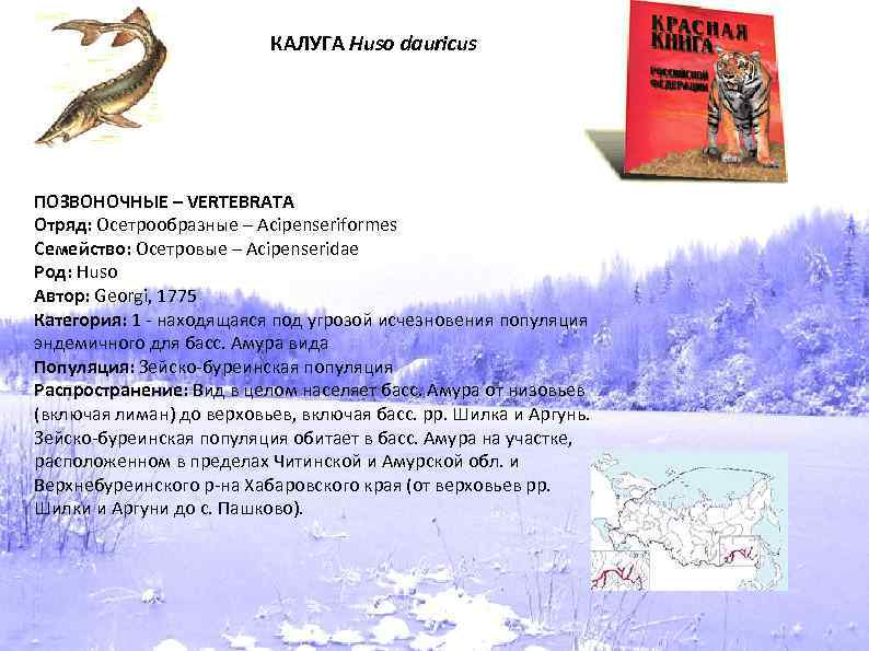 КАЛУГА Huso dauricus ПОЗВОНОЧНЫЕ – VERTEBRATA Отряд: Осетрообразные – Acipenseriformes Семейство: Осетровые – Acipenseridae