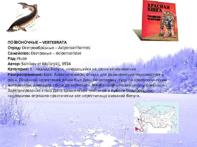 ПОЗВОНОЧНЫЕ – VERTEBRATA Отряд: Осетрообразные – Acipenseriformes Семейство: Осетровые – Acipenseridae Род: Huso Автор: