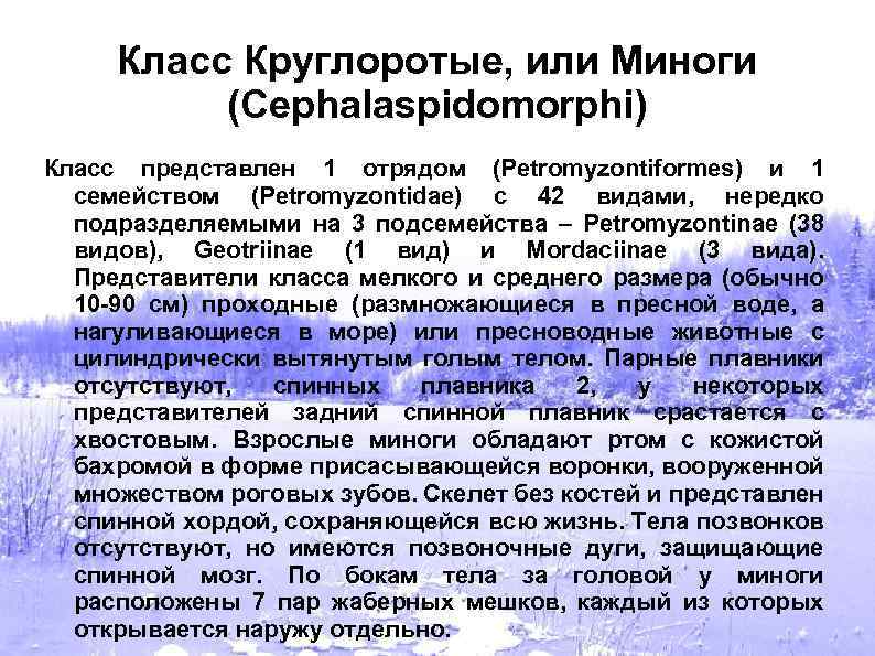 Класс Круглоротые, или Миноги (Cephalaspidomorphi) Класс представлен 1 отрядом (Petromyzontiformes) и 1 семейством (Petromyzontidae)