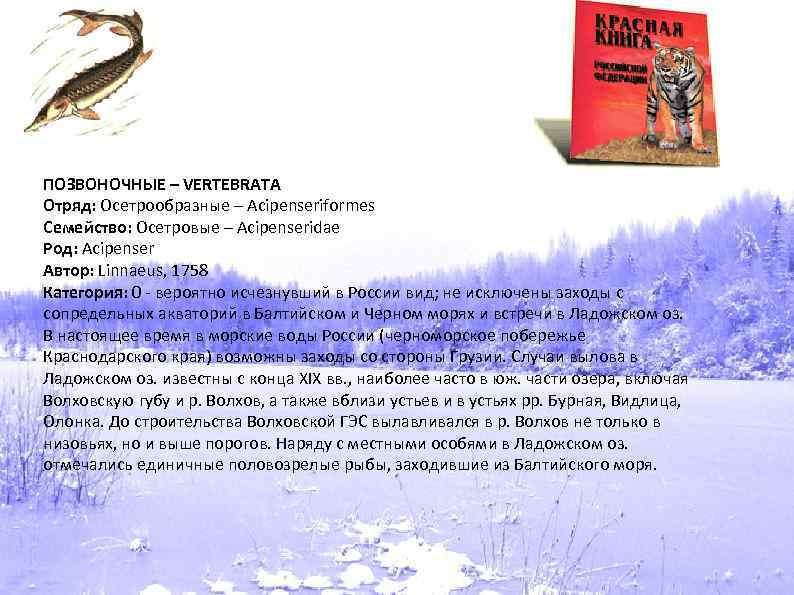 ПОЗВОНОЧНЫЕ – VERTEBRATA Отряд: Осетрообразные – Acipenseriformes Семейство: Осетровые – Acipenseridae Род: Acipenser Автор: