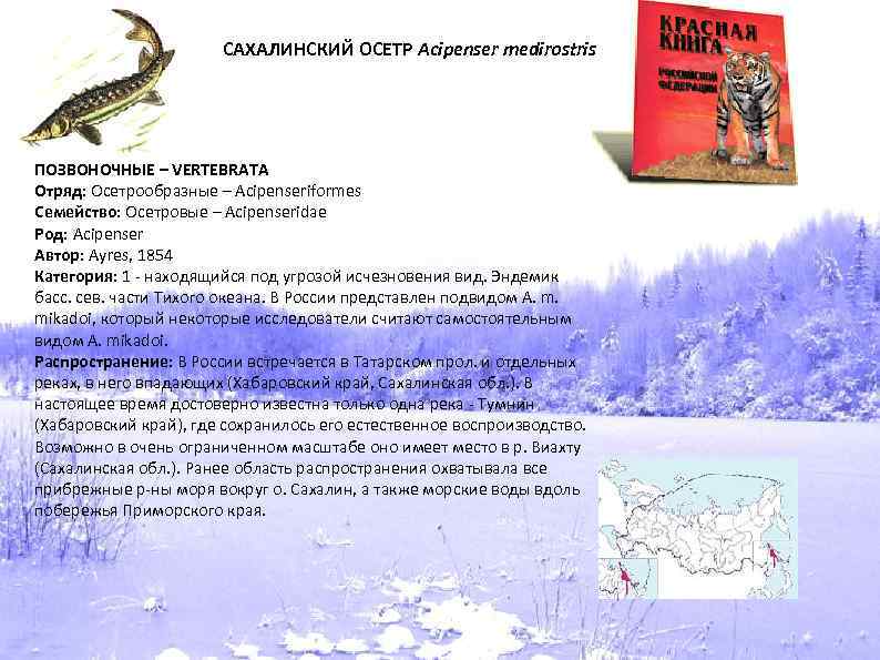 САХАЛИНСКИЙ ОСЕТР Acipenser medirostris ПОЗВОНОЧНЫЕ – VERTEBRATA Отряд: Осетрообразные – Acipenseriformes Семейство: Осетровые –