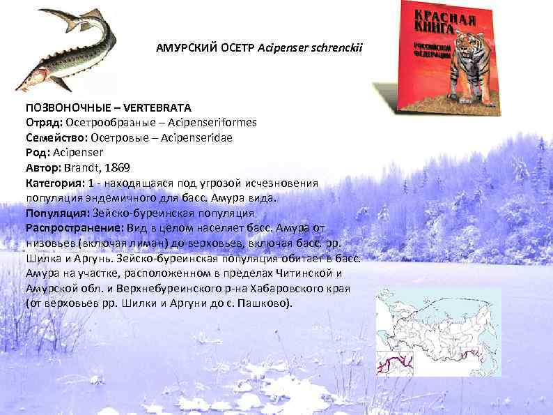 АМУРСКИЙ ОСЕТР Acipenser schrenckii ПОЗВОНОЧНЫЕ – VERTEBRATA Отряд: Осетрообразные – Acipenseriformes Семейство: Осетровые –