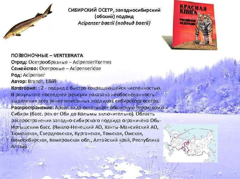 СИБИРСКИЙ ОСЕТР, западносибирский (обский) подвид Acipenser baerii (подвид baerii) ПОЗВОНОЧНЫЕ – VERTEBRATA Отряд: Осетрообразные
