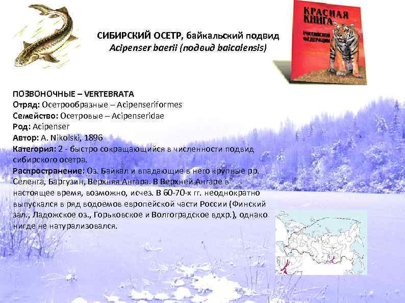 СИБИРСКИЙ ОСЕТР, байкальский подвид Acipenser baerii (подвид baicalensis) ПОЗВОНОЧНЫЕ – VERTEBRATA Отряд: Осетрообразные –