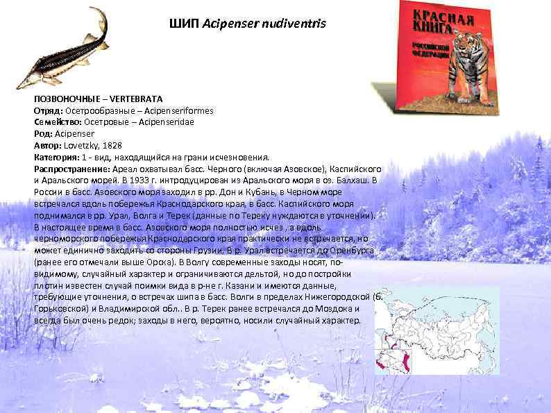 ШИП Acipenser nudiventris ПОЗВОНОЧНЫЕ – VERTEBRATA Отряд: Осетрообразные – Acipenseriformes Семейство: Осетровые – Acipenseridae