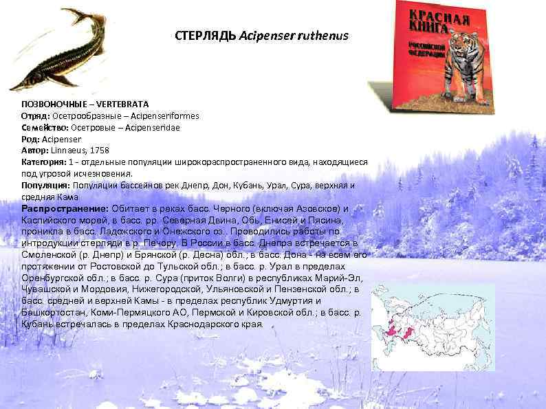 СТЕРЛЯДЬ Acipenser ruthenus ПОЗВОНОЧНЫЕ – VERTEBRATA Отряд: Осетрообразные – Acipenseriformes Семейство: Осетровые – Acipenseridae