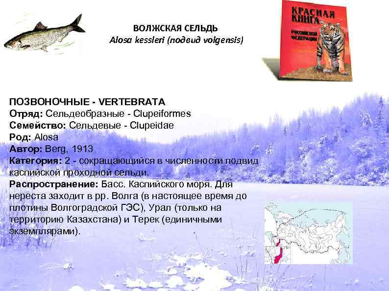ВОЛЖСКАЯ СЕЛЬДЬ Alosa kessleri (подвид volgensis) ПОЗВОНОЧНЫЕ - VERTEBRATA Отряд: Сельдеобразные - Clupeiformes Семейство: