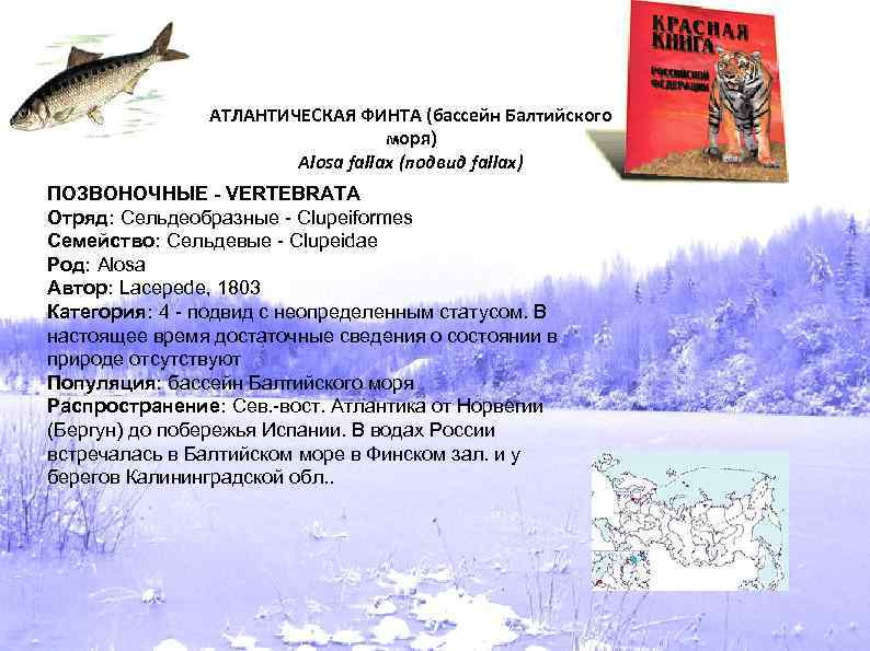 АТЛАНТИЧЕСКАЯ ФИНТА (бассейн Балтийского моря) Alosa fallax (подвид fallax) ПОЗВОНОЧНЫЕ - VERTEBRATA Отряд: Сельдеобразные