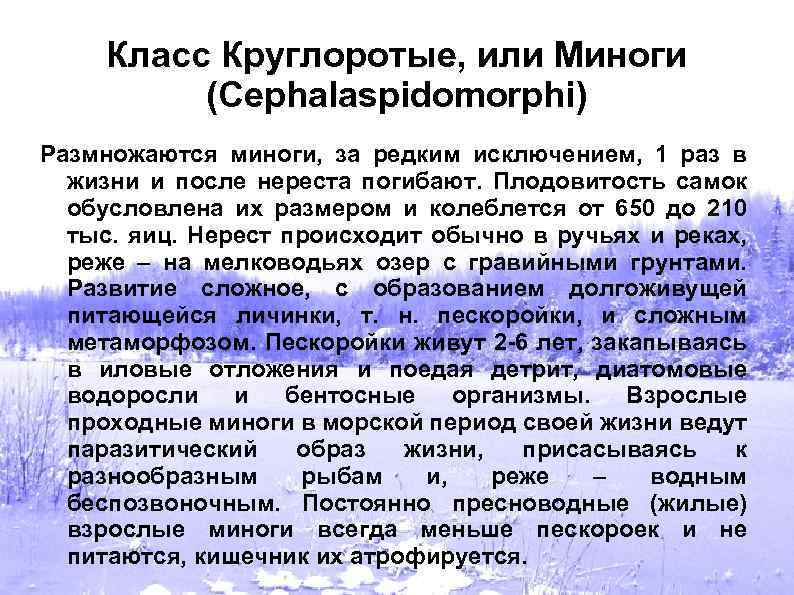 Класс Круглоротые, или Миноги (Cephalaspidomorphi) Размножаются миноги, за редким исключением, 1 раз в жизни